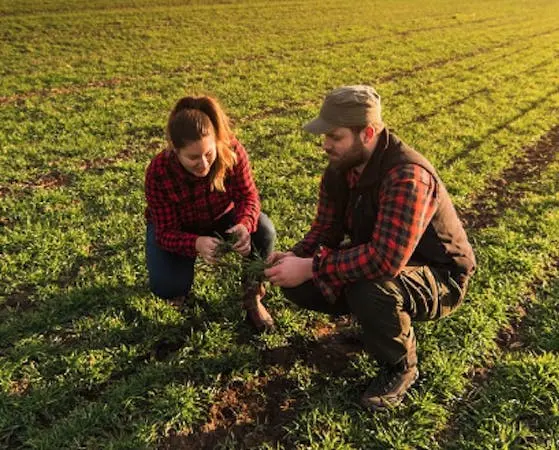 Two farmers in plaid shirts crouch in a field, examining a handful of green sprouts as the sun sets.